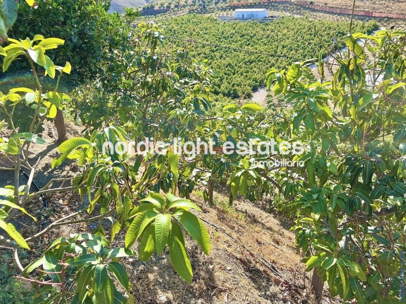 Great country house with 500 mango trees